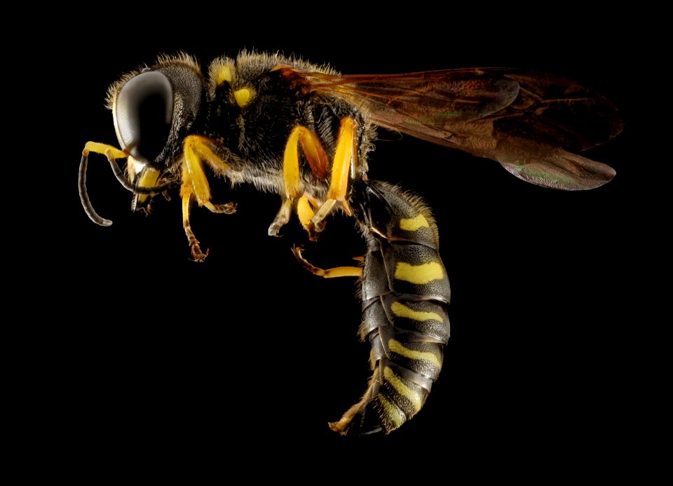 Wasp 3, U, Maryland, side 2015-07-14-12.05.58 ZS PMax