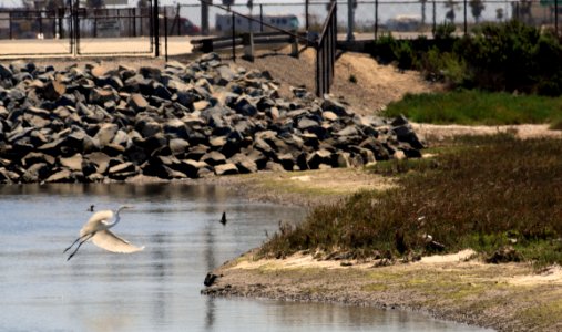 Crane in flight at wetlands in Orange County