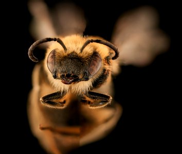 Colletes aestivalis, f, face, Rockingham Co. VA 2019-03-21-21.24.52 ZS PMax UDR