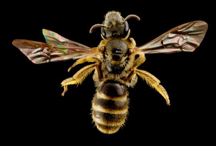 Lasioglossum albipes, f, france, back 2014-11-02-00.06.29 ZS PMax photo