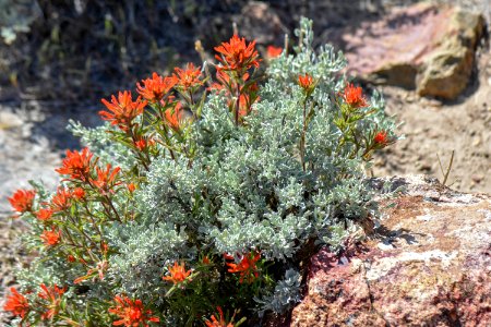 Indian paintbrush in bloom near Reno, Nevada photo