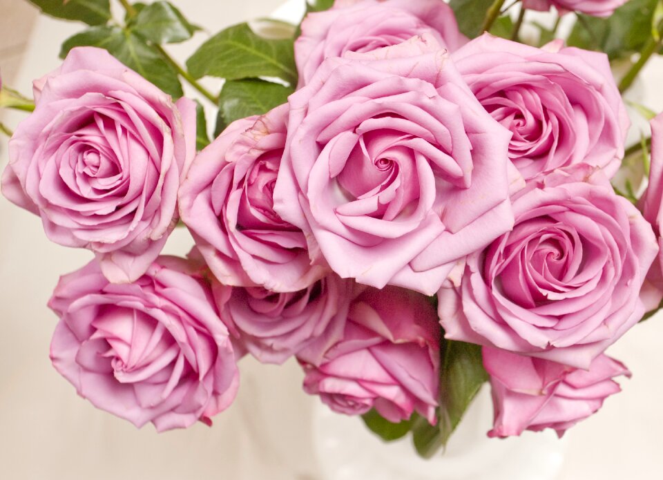 Pink rose pink pink flower
