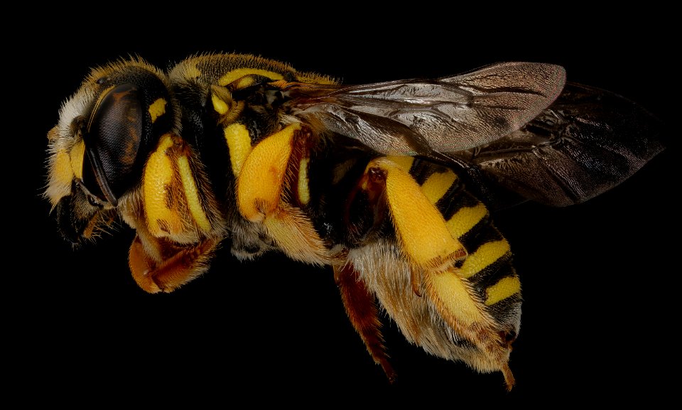 Trachusa dorsalis, f, left, Sussex Co., VA 2018-06-21-14.48.44 ZS PMax UDR