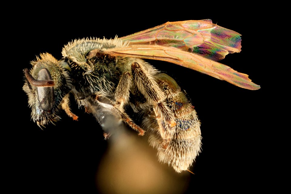 Lasioglossum prasinogaster test, F, Side, WY, Lincoln County 2014-05-01-19.00