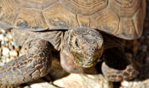 Desert tortoise at Living Desert photo