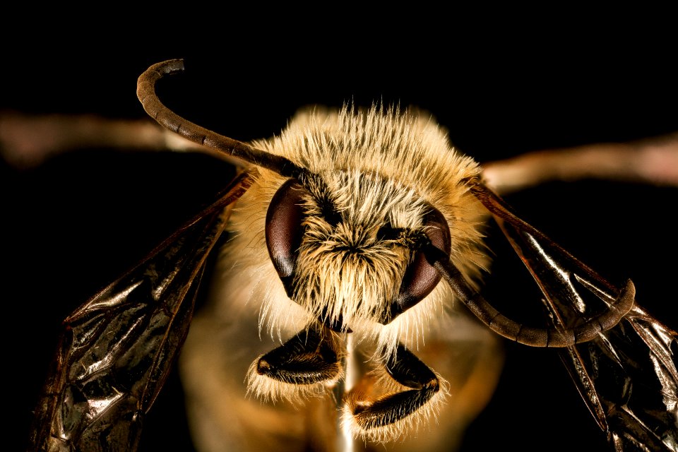 Melitta melittoides, m, face, Anne Arundel Co, MD 2015-12-08-14.43