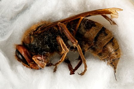 Vespa crabro, f, side denmark 2016-01-08-12.48 photo