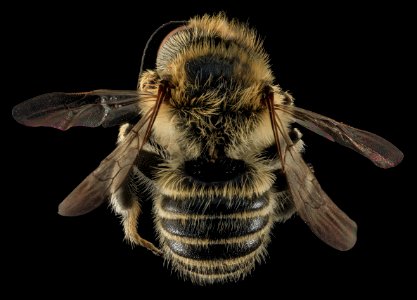 Megachile rubi, M,  Back, NC, Moore County 2014-01-07-18.55.27 ZS PMax