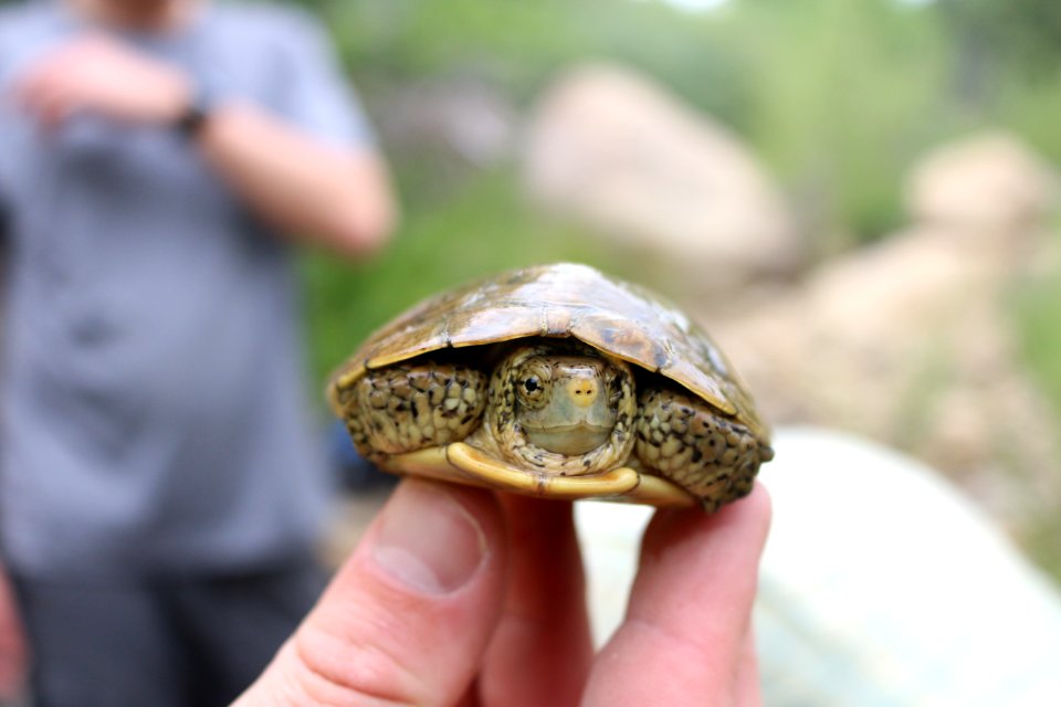 Second Turtle Collected (2)