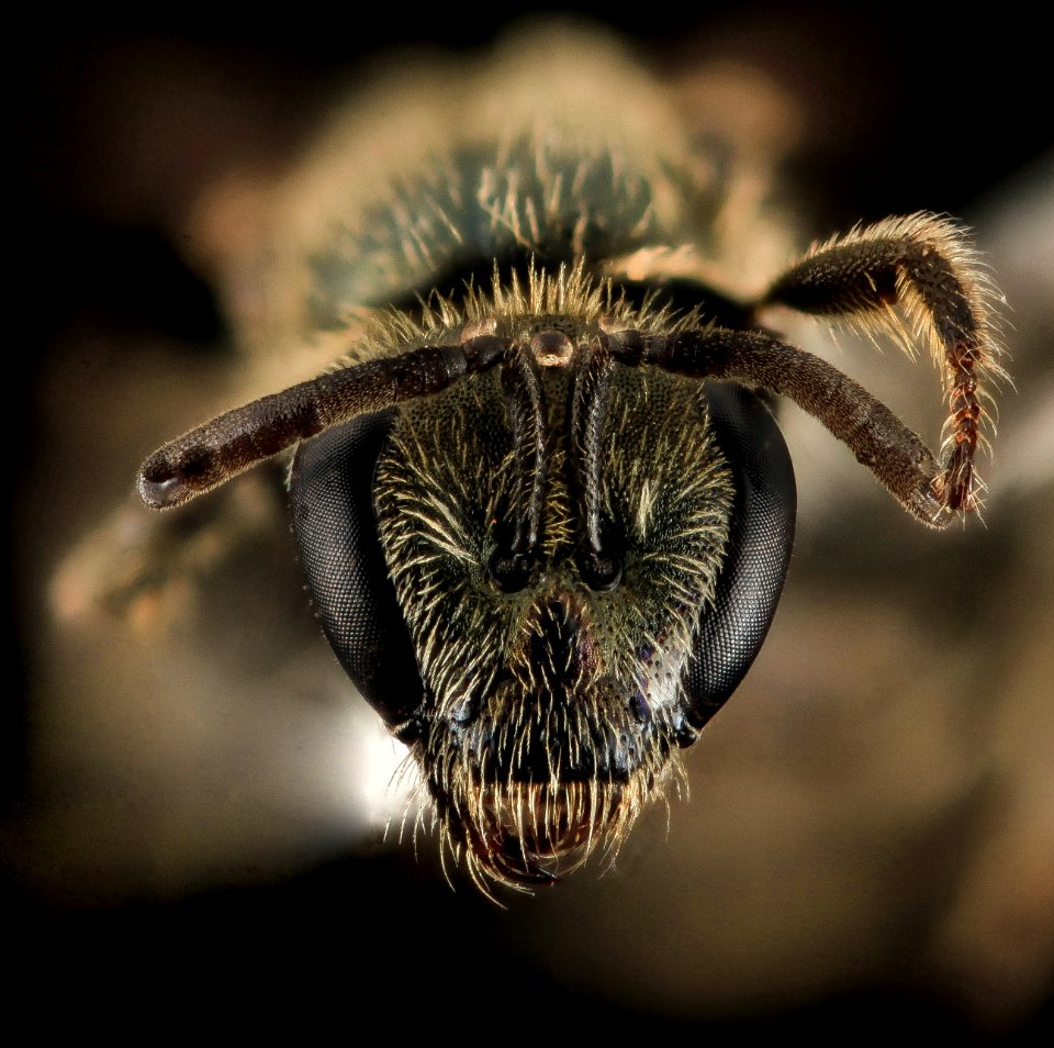 Lasioglossum ruidosense, F, Face, UT, Garfield County 2014-05-30-14.59.43 ZS PMax