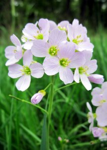 Wild cardamine pratensis