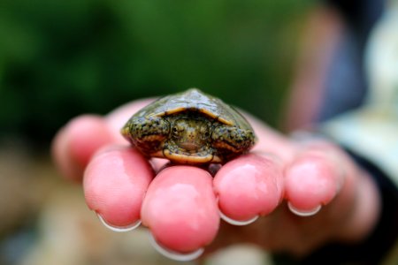 Juvenile Western Pond Turtle photo