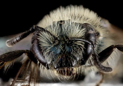 Lasioglossum pavonotum, F, Face, CA, Humboldt County 2015-01-27-17.31.17 ZS PMax photo