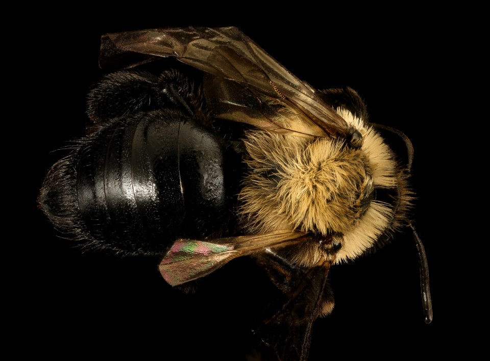 Andrena carlini, f, back, Cecil Co. Maryland 2016-03-29-14.03