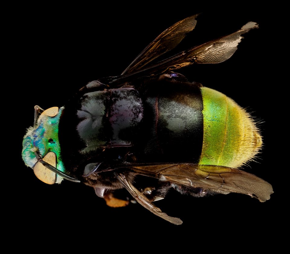 Eufriesea pulchra, m, back, guyana 2014-07-26-16.28.58 ZS PMax photo