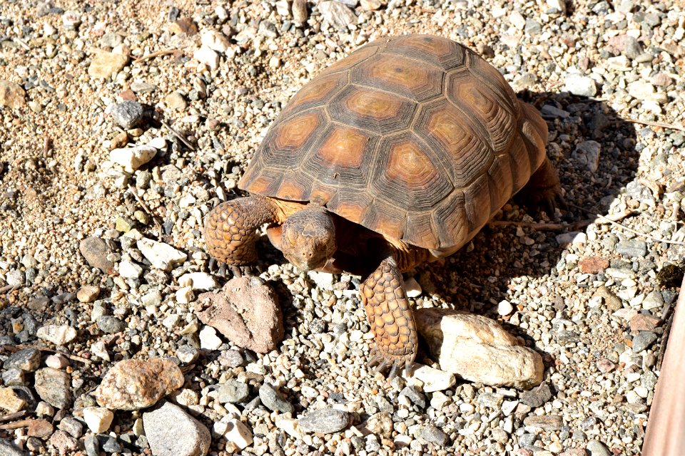 Desert tortoise at Living Desert photo