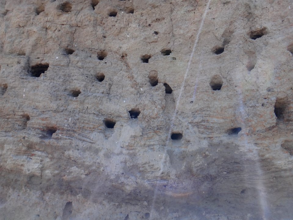Can you spot the bank swallow in its burrow?