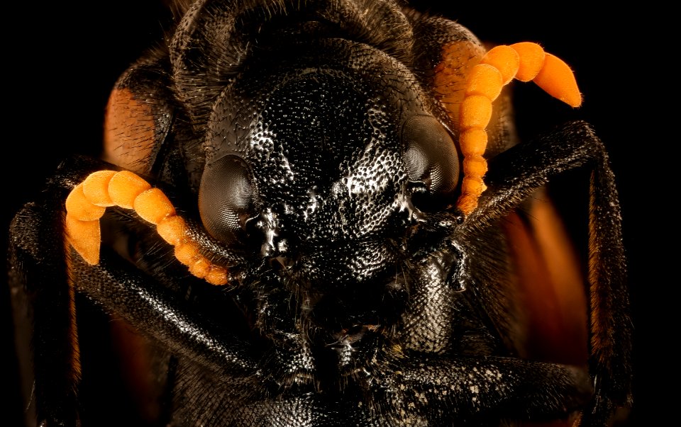 Mylabris oculata, u, face, Krugar National Park, South Africa Mpumalanga 2018-07-17-17.46.26 ZS PMax UDR