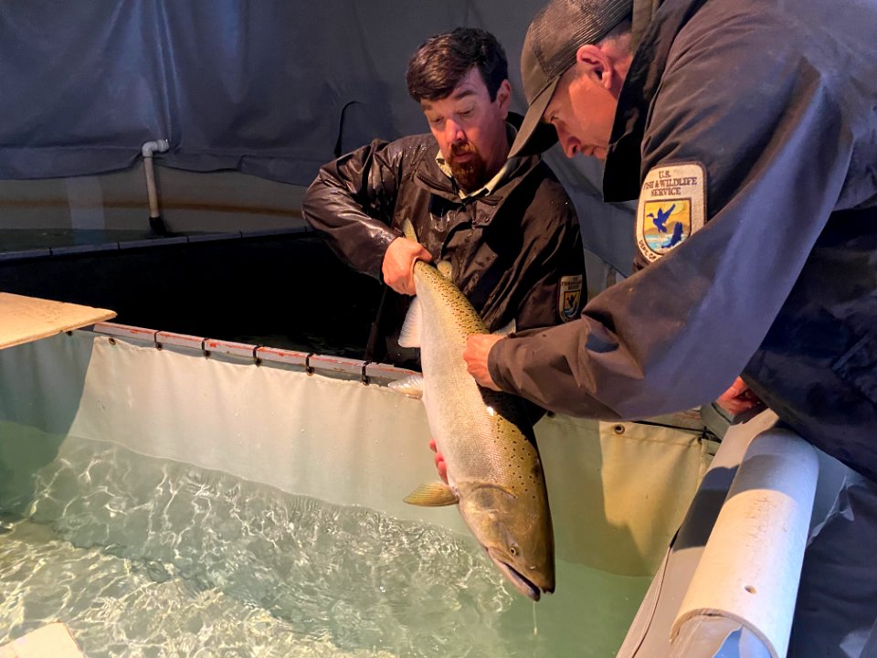 Checking a tagged winter Chinook salmon