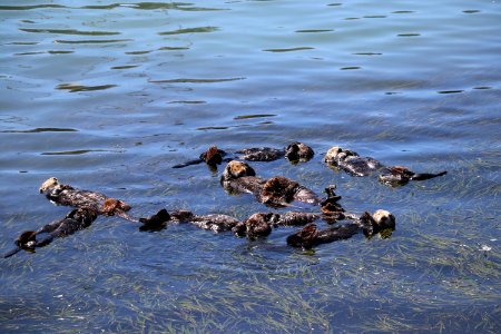 Southern sea otters resting photo