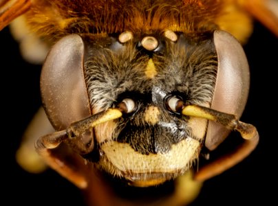 bee fur foot yellowspot, f, argentina, angle 2014-08-14-14.58.46 ZS PMax photo