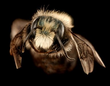 Osmia californica, m, wy, lincoln, face 2015-11-20-21.18