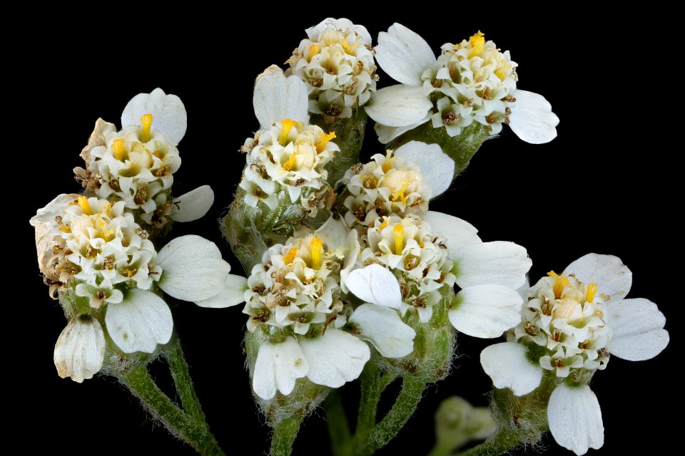 Achillea millefolium 2, Yarrow, Howard County, Md, Helen Lowe Metzman 2019-10-23-11.43.35 ZS PMax UDR
