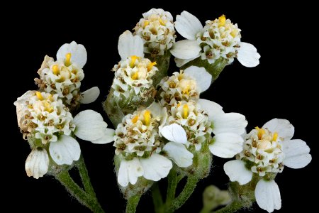 Achillea millefolium 2, Yarrow, Howard County, Md, Helen Lowe Metzman 2019-10-23-11.43.35 ZS PMax UDR