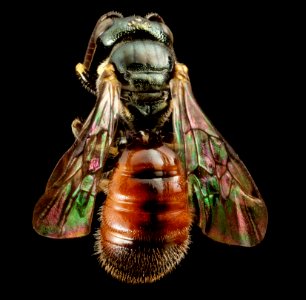 Ceratina tricolor, m, panama, back 2014-08-29-16.23.25 ZS PMax photo