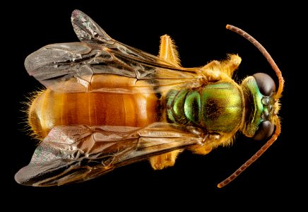 Megalopta genalis, M, back, panama, barocolorado 2014-09-19-16.42.09 ZS PMax photo