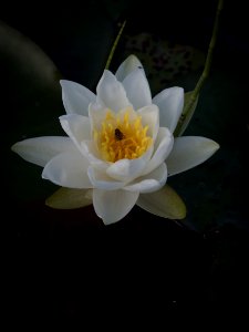White Water Lily with Hoverfly