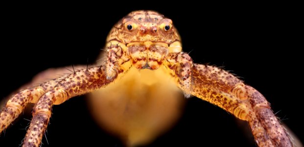 Duck spider 2020-08-03-18.27.23 ZS PMax UDR