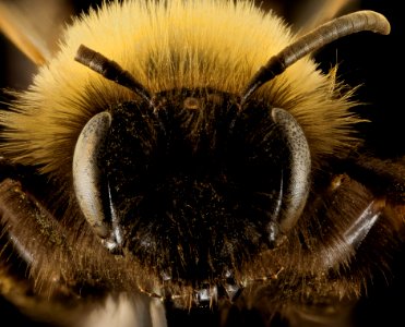Andrena clarkella, F, face, Hancock co 2014-01-06-14.11.59 ZS PMax