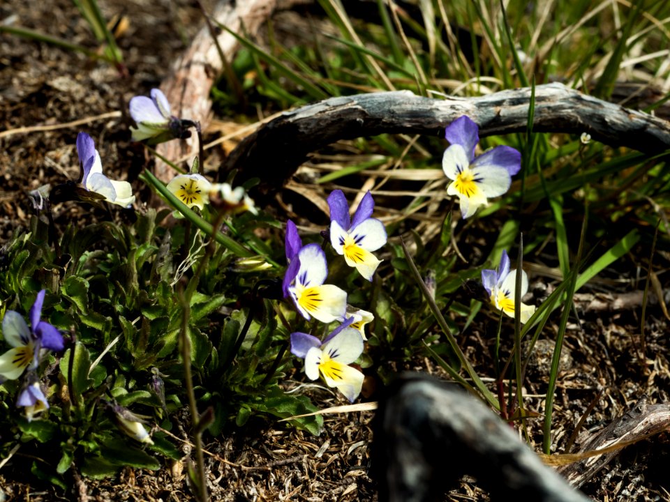 Violas