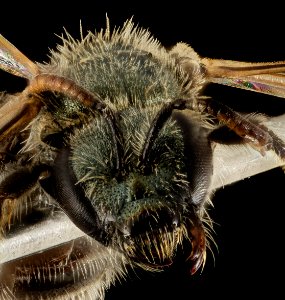 L. prasinogaster, F, Face, Utah, Garfield Co 2014-10-31-11.51
