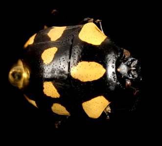 Stiretrus decemguttatus, spotted, argentina 2016-02-24-17.58