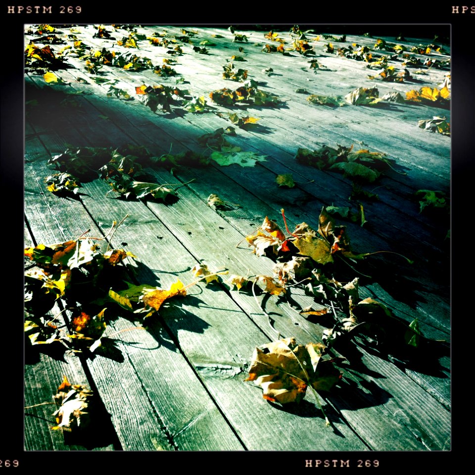 Leaves on the Dancefloor