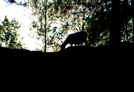 Grazing Sheep