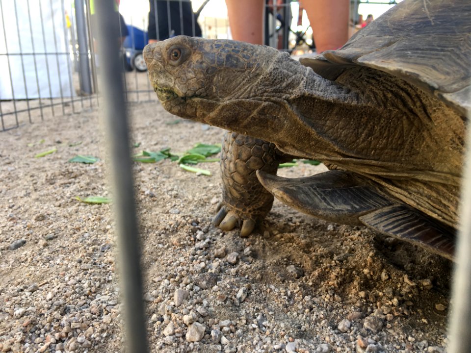 Desert Tortoise Awareness Day 2018