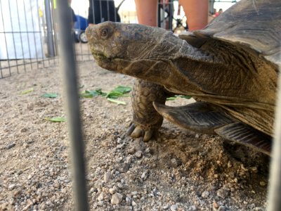 Desert Tortoise Awareness Day 2018 photo