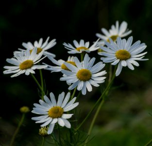 Baldersbrå photo