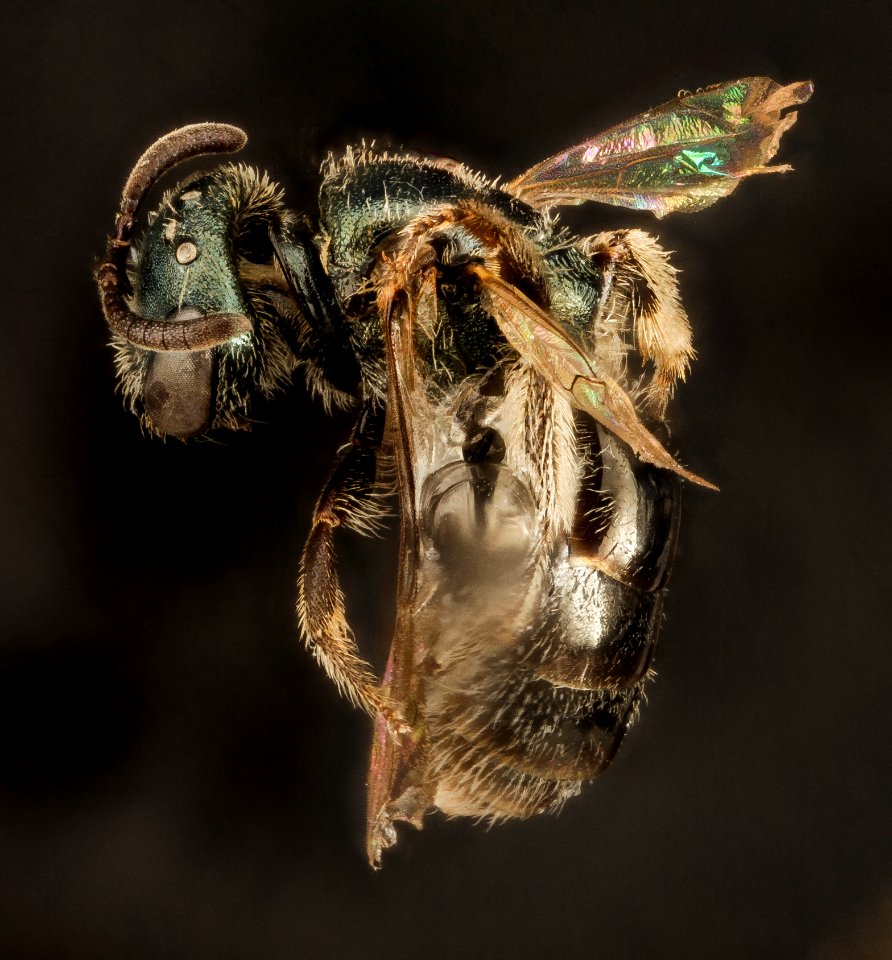 Lasioglossum nevadense, F, Side, WA, San Juan County 2015-07-07-16.45.39 ZS PMax UDR