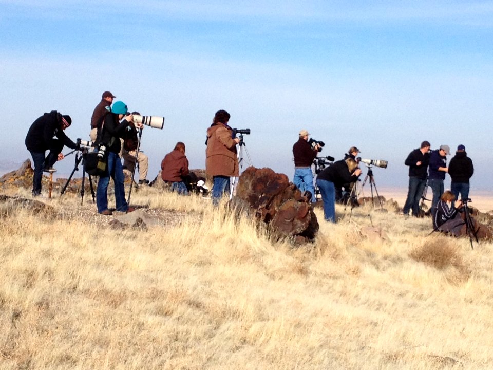 Onaqui Wild Horse Gather 02/18/12