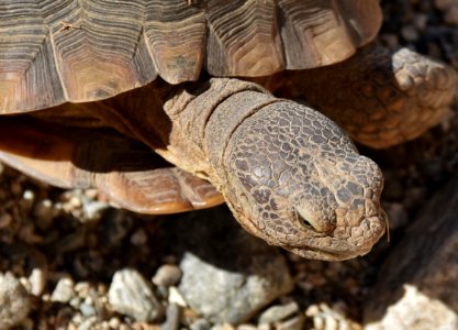 Desert tortoise at Living Desert photo