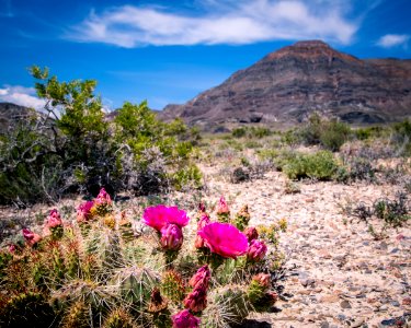 Silver Island Mountain blooming cacti photo