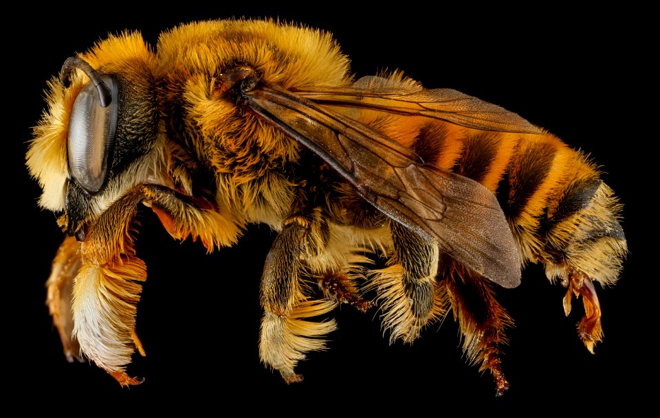 Megachile fortis, U, side, Jackson County, South Dakota 2013-01-29-17.41.37 ZS PMax