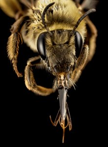 Eucera dubitata, f, ga,baker, face 2015-01-08-16.10.22 ZS PMax photo