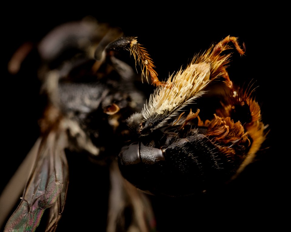 Ctenoplectra, f, 09856d07, underside 2014-08-04-17.52.55 ZS PMax