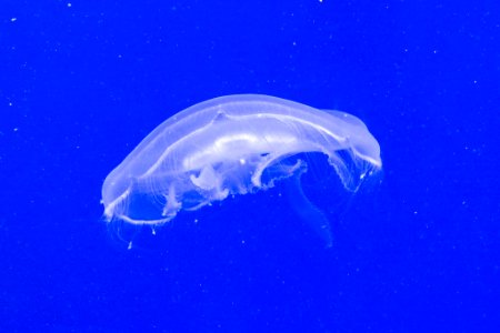Jellyfish