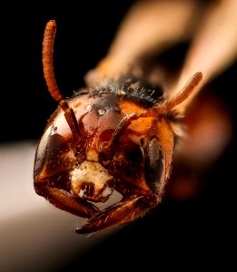 Macrotera portalis, m, face, Cochise Co., AZ 2017-06-16-14.33